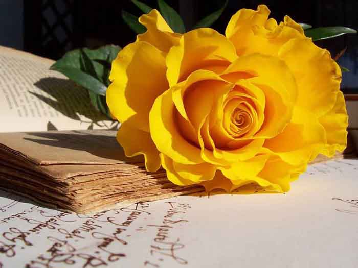 Hoa hồng vàng rất thích hợp để đặt bàn làm việc của người mệnh Kim