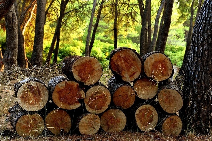 Gỗ tự nhiên là gì?Tìm hiểu về các loại gỗ tự nhiên - H2