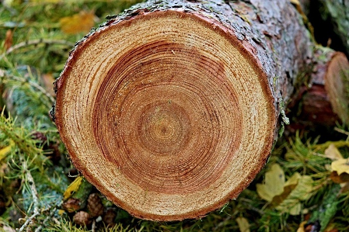 Gỗ tự nhiên là gì?Tìm hiểu về các loại gỗ tự nhiên - H6